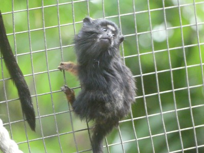 Saguinus niger