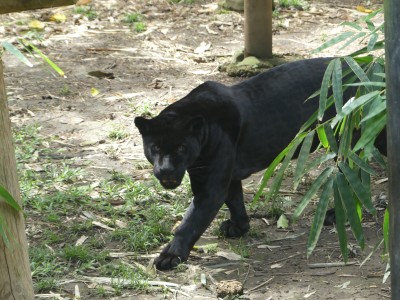 Panthère noire
