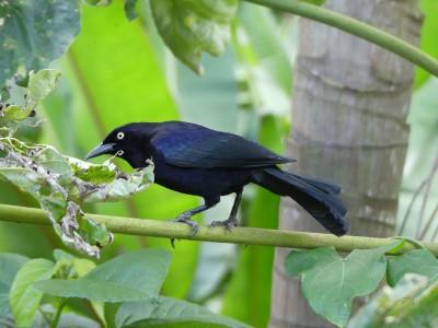 Quiscale noir