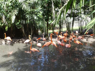 Flamant des Caraïbes