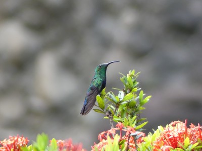 Colibri falle-vert