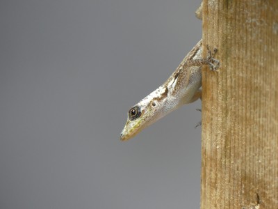 Lézard Anolis carolinensis