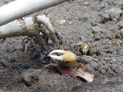 Crabe violoniste