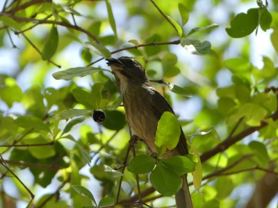 Saltator gris