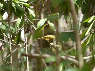Paruline jaune