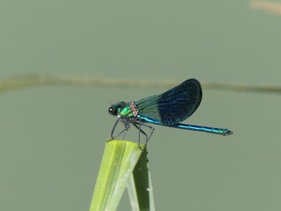 P1780986