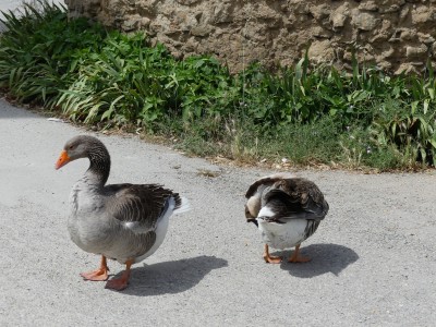 Oie de Toulouse