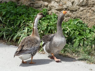 Oie de Toulouse