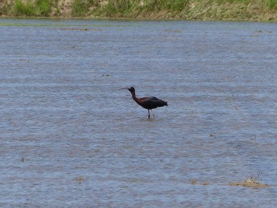 Ibis