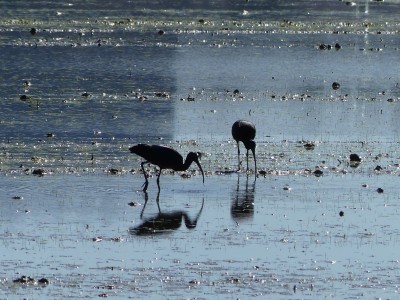 Ibis