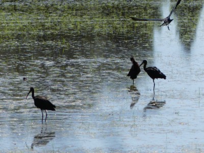 Ibis
