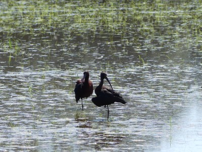 Ibis