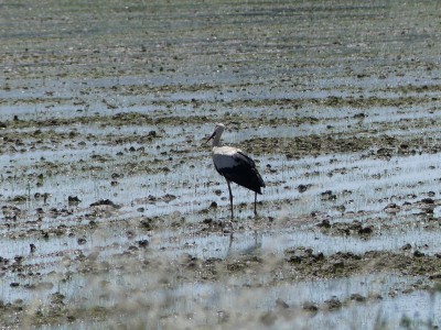 Cigogne blanche