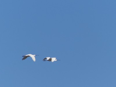 P1810263