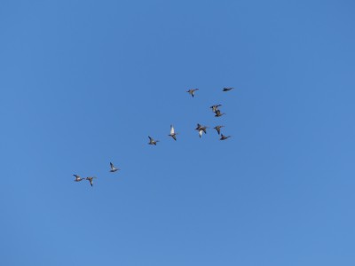 P1810269