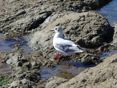 Mouette rieuse