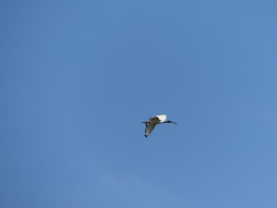 Ibis sacré