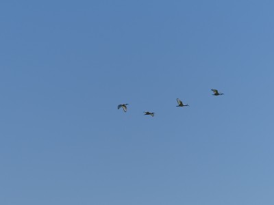 Ibis sacré
