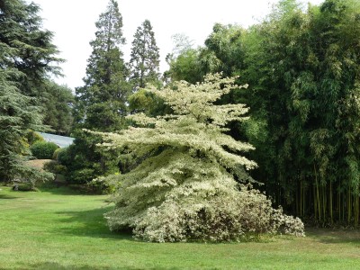 Villa Monastero jardin botanique