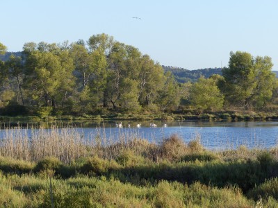 Flamants roses