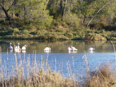 Flamants roses