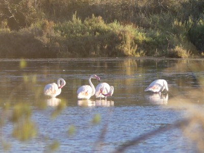 Flamants roses