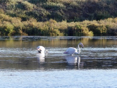 Flamants roses
