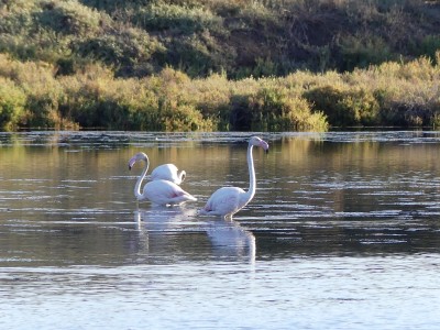 Flamants roses