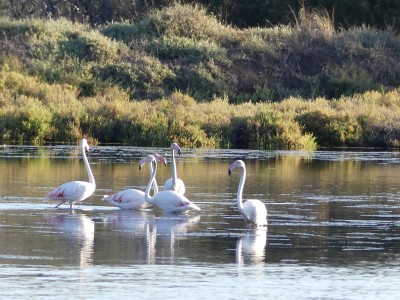 Flamants roses