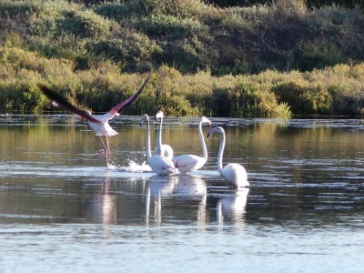 Flamants roses