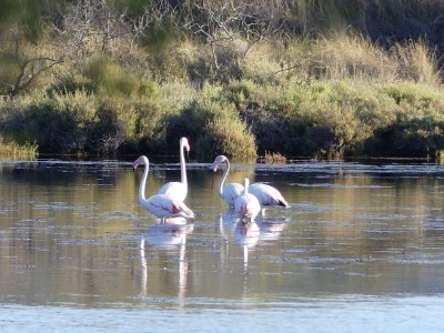 Flamants roses