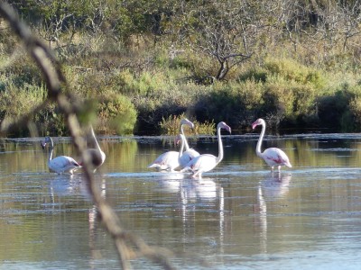 Flamants roses