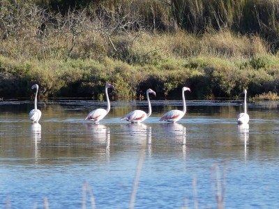 Flamants roses