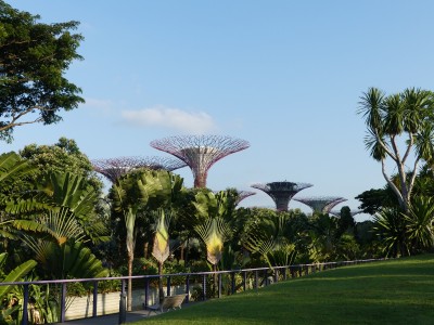 Supertree Grove