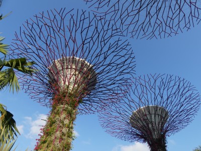 Supertree Grove