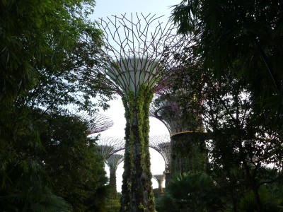 Supertree Grove