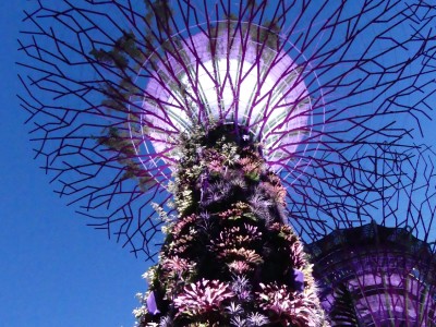 Supertree Grove