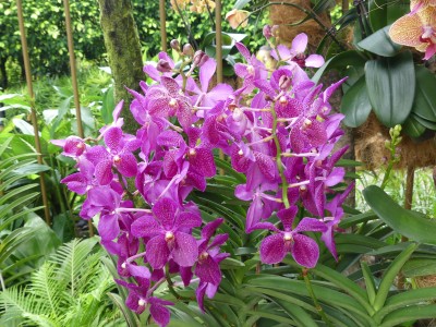 Orchidée Cattleya