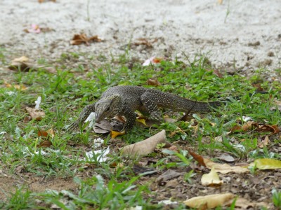 Varanus nebulosus