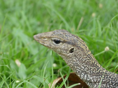 Varanus nebulosus
