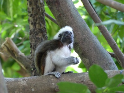 Tamarin pinché