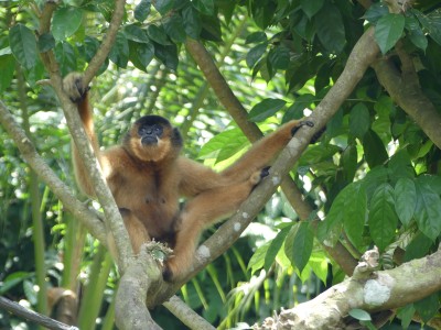 Ateles geoffroyi