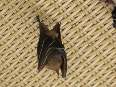Cynopterus brachyotis