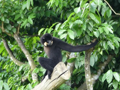 Gibbon