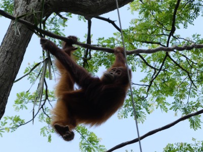 Orang-outan