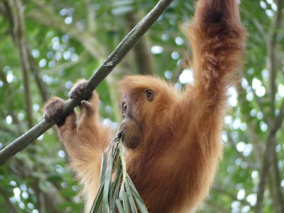 Orang-outan