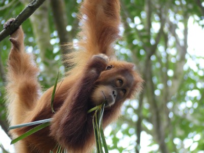 Orang-outan