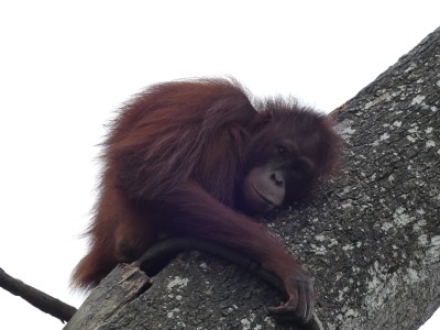 Orang-outan