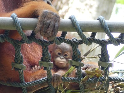Orang-outan