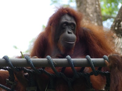 Orang-outan